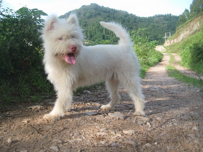 下司犬
