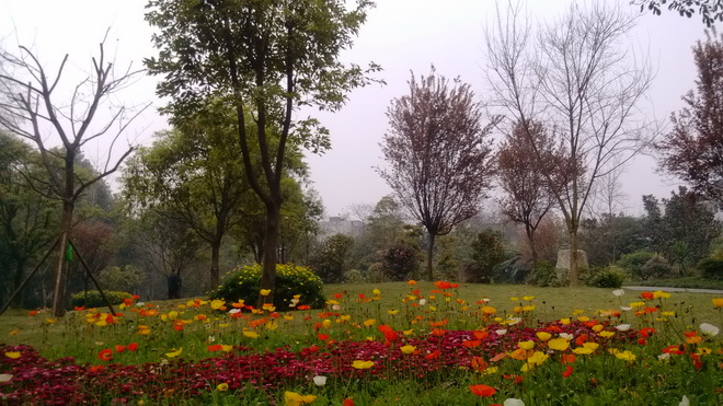 成都文化公園鮮花盛開(kāi)