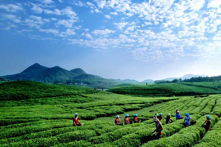 石阡苔茶茶場