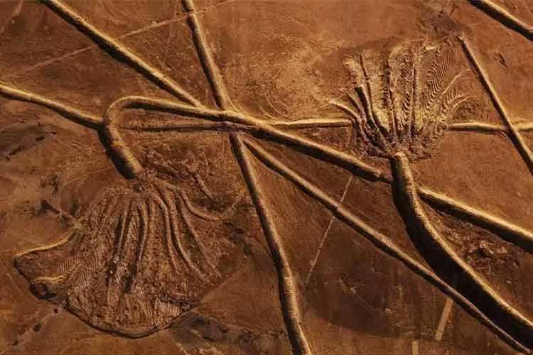 關(guān)嶺生物群化石是全球晚三疊世獨一無二的化石庫