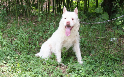 下司犬